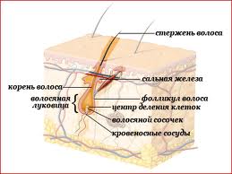 волосы 9