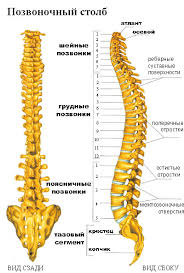 позвоночник 1