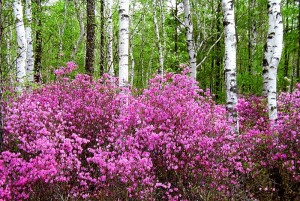 багульник
